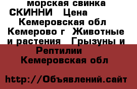 морская свинка СКИННИ › Цена ­ 3 000 - Кемеровская обл., Кемерово г. Животные и растения » Грызуны и Рептилии   . Кемеровская обл.